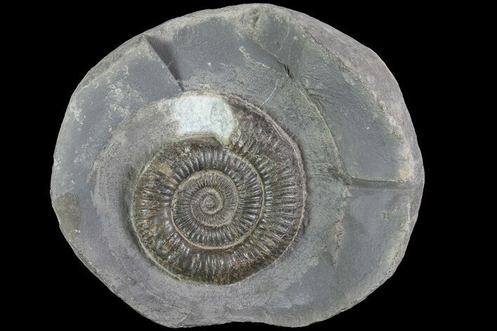 Dactylioceras Ammonite Fossil - England #84913
